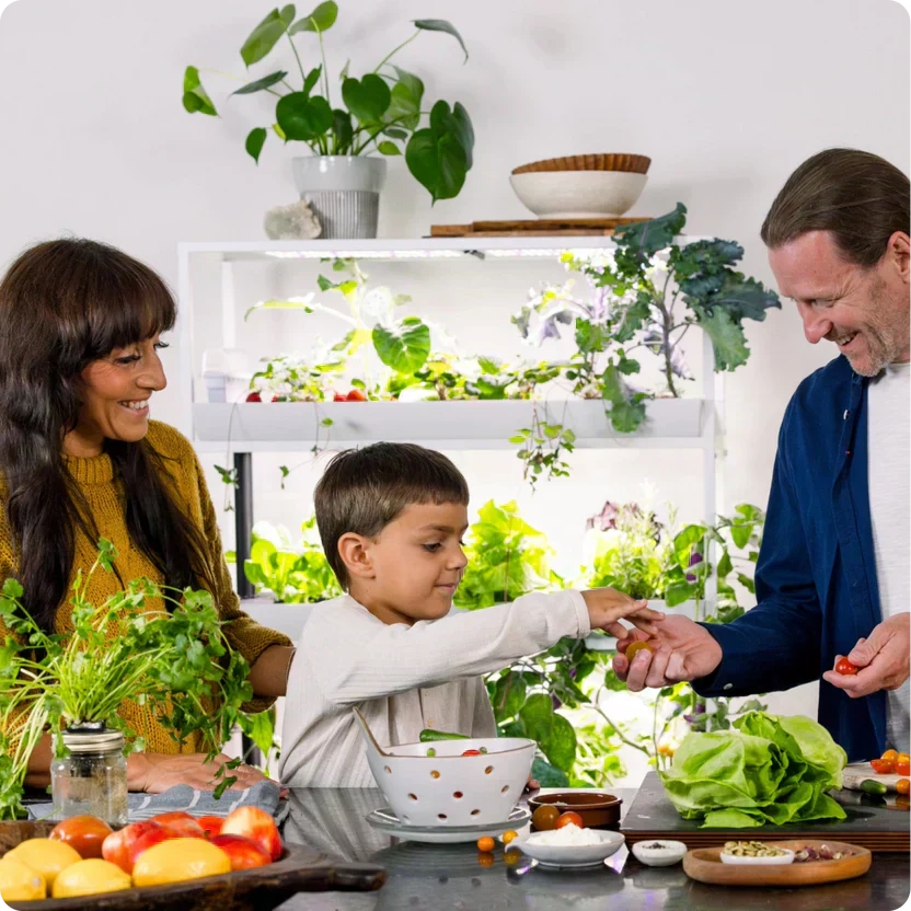 Probleme und Lösungen beim Indoor-Gartenbau